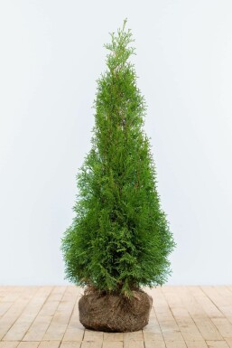 Lebensbaum Thuja occidentalis Smaragd Hecke 100-120 Ballen Lebensbaum / Thuja Occidentalis Smaragd 100-120 cm