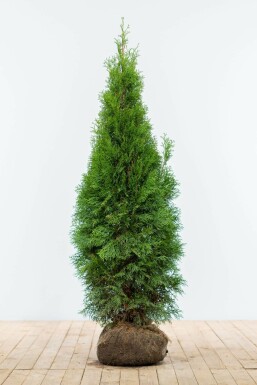 Lebensbaum Thuja occidentalis Smaragd Hecke 120-140 Ballen Lebensbaum / Thuja Occidentalis Smaragd 120-140 cm
