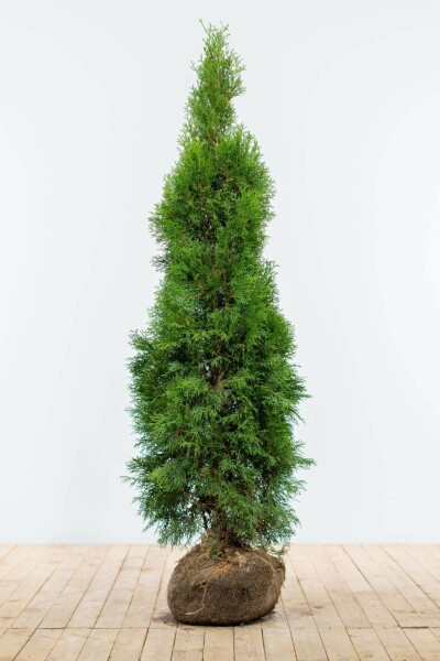 Lebensbaum / Thuja Occidentalis Smaragd