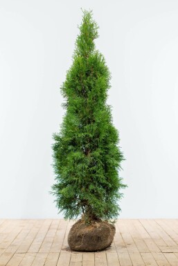 Lebensbaum Thuja occidentalis Smaragd Hecke 140-160 Ballen