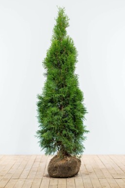Lebensbaum Thuja occidentalis Smaragd Hecke 140-160 Ballen Lebensbaum / Thuja Occidentalis Smaragd 140-160 cm