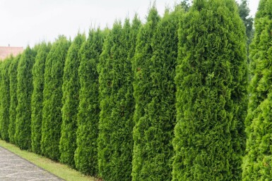 Lebensbaum Thuja occidentalis Smaragd Hecke 140-160 Ballen Lebensbaum / Thuja Occidentalis Smaragd 140-160 cm