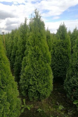 Lebensbaum Thuja occidentalis Smaragd Hecke 140-160 Ballen