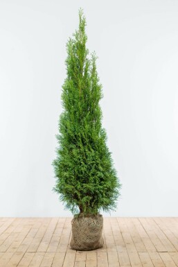 Lebensbaum Thuja occidentalis Smaragd Hecke 160-180 Ballen Lebensbaum / Thuja Occidentalis Smaragd 160-180 cm