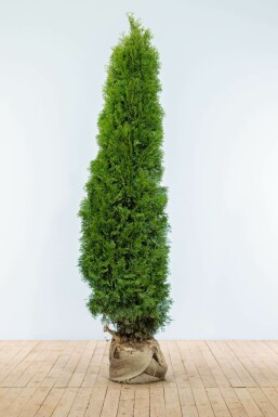 Lebensbaum / Thuja Occidentalis Smaragd