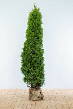 Lebensbaum Thuja occidentalis Smaragd Hecke 180-200 Ballen Lebensbaum / Thuja Occidentalis Smaragd 180-200 cm