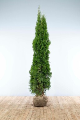 Lebensbaum / Thuja Occidentalis Smaragd