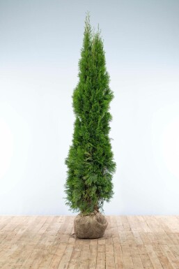 Lebensbaum Thuja occidentalis Smaragd Hecke 200-225 Ballen