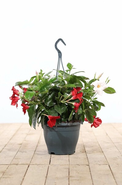 Dipladenia / Mandevilla Hängetopf 35-40 cm