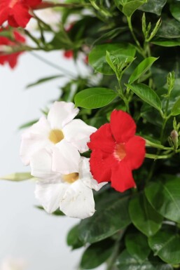 Dipladenia / Mandevilla Hängetopf 35-40 cm