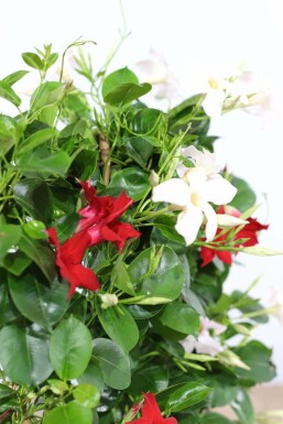 Dipladenia / Mandevilla Hängetopf 35-40 cm