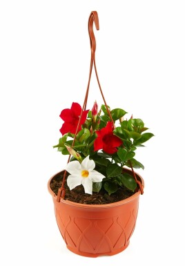 Dipladenia / Mandevilla Hängetopf 35-40 cm