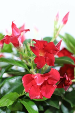Mandevilla Mandevilla Sanderi Pyramide 35-40 Topf Dipladenia / Mandevilla Pyramide 35-40 cm