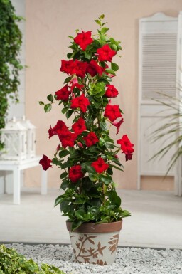 Mandevilla Mandevilla Sanderi Pyramide 35-40 Topf