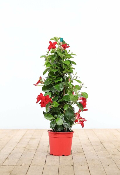 Mandevilla Mandevilla Sanderi Pyramide 80-100 Topf Dipladenia / Mandevilla Pyramide 80-100 cm