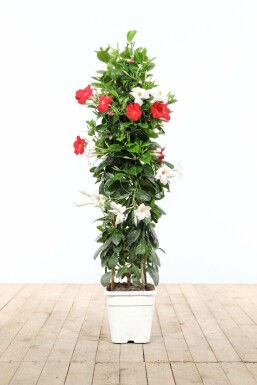 Mandevilla Mandevilla Sanderi Pyramide 100-120 Topf Dipladenia / Mandevilla Pyramide 100-120 cm