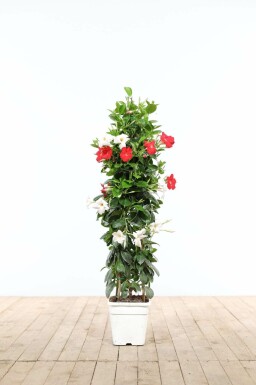 Mandevilla Mandevilla Sanderi Pyramide 35-40 Topf Dipladenia / Mandevilla Pyramide 35-40 cm