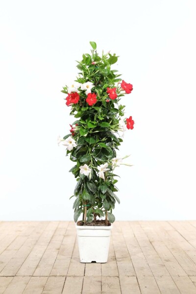 Mandevilla Mandevilla Sanderi Pyramide 80-100 Topf Dipladenia / Mandevilla Pyramide 80-100 cm