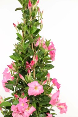 Mandevilla Mandevilla Sanderi Pyramide 100-120 Topf Dipladenia / Mandevilla Pyramide 100-120 cm