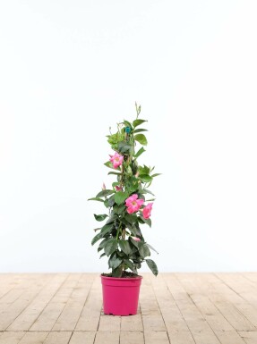 Mandevilla Mandevilla Sanderi Pyramide 35-40 Topf Dipladenia / Mandevilla Pyramide 35-40 cm