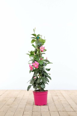 Mandevilla Mandevilla Sanderi Pyramide 60-70 Topf Dipladenia / Mandevilla Pyramide 60-70 cm