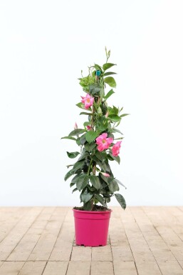 Mandevilla Mandevilla Sanderi Pyramide 80-100 Topf Dipladenia / Mandevilla Pyramide 80-100 cm