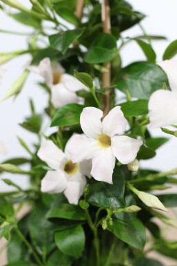 Mandevilla Mandevilla Sanderi Pyramide 60-70 Topf Dipladenia / Mandevilla Pyramide 60-70 cm