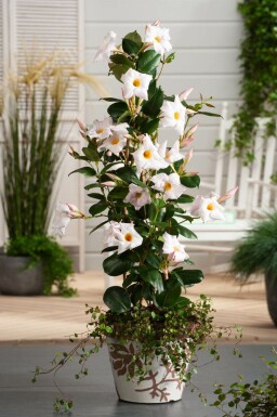 Mandevilla Mandevilla Sanderi Pyramide 60-70 Topf