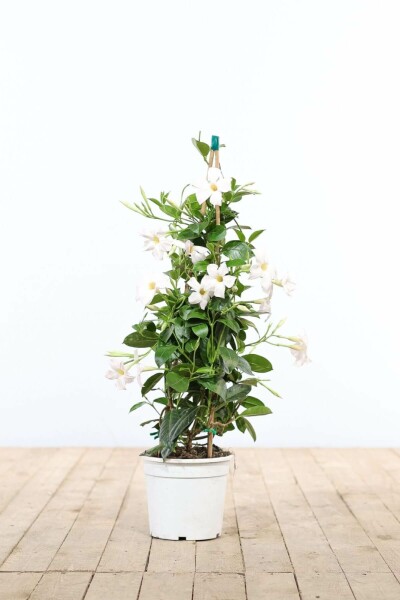 Mandevilla Mandevilla Sanderi Pyramide 80-100 Topf Dipladenia / Mandevilla Pyramide 80-100 cm