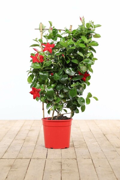 Dipladenia / Mandevilla Rankhilfe 60-70 cm