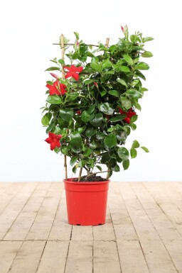 Mandevilla Mandevilla Sanderi Gitter 60-70 Topf Dipladenia / Mandevilla Rankhilfe 60-70 cm
