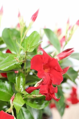 Dipladenia / Mandevilla Rankhilfe 60-70 cm