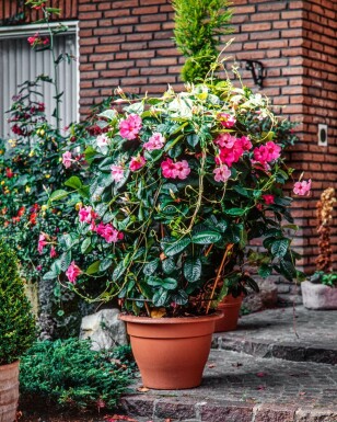 Dipladenia / Mandevilla Rankhilfe 60-70 cm