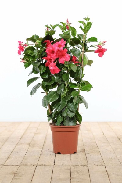 Mandevilla Mandevilla Sanderi Gitter 35-40 Topf Dipladenia / Mandevilla Rankhilfe 35-40 cm
