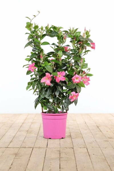 Dipladenia / Mandevilla Rankhilfe 60-70 cm