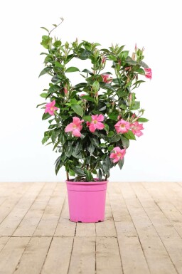 Mandevilla Mandevilla Sanderi Gitter 60-70 Topf Dipladenia / Mandevilla Rankhilfe 60-70 cm