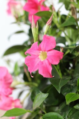 Dipladenia / Mandevilla Rankhilfe 60-70 cm
