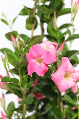 Dipladenia / Mandevilla Rankhilfe 60-70 cm