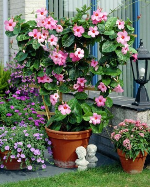 Dipladenia / Mandevilla Rankhilfe 60-70 cm