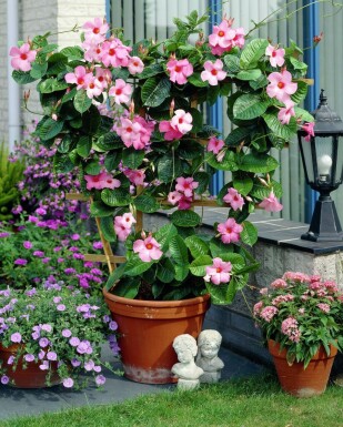 Mandevilla Mandevilla Sanderi Gitter 60-70 Topf