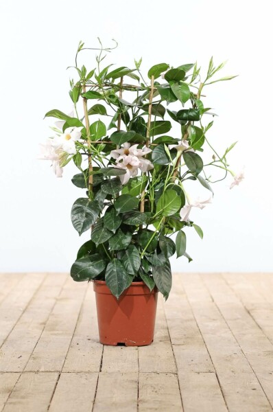 Dipladenia / Mandevilla Rankhilfe 35-40 cm