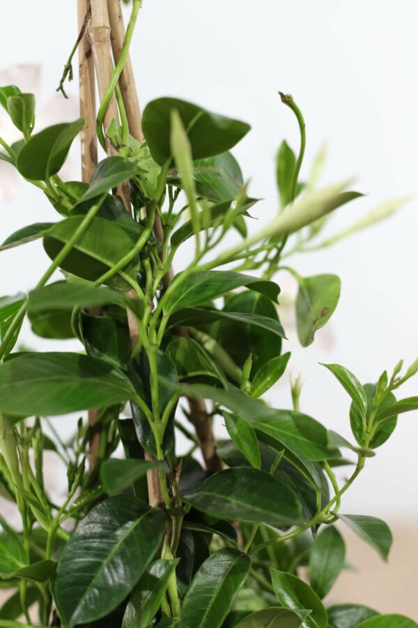 Mandevilla Mandevilla Sanderi Gitter 35-40 Topf Dipladenia / Mandevilla Rankhilfe 35-40 cm