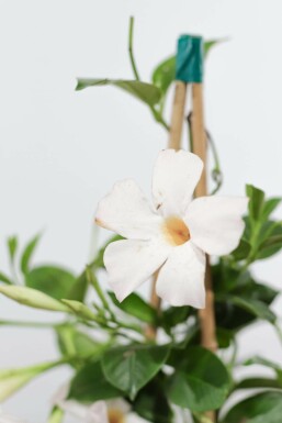 Mandevilla Mandevilla Sanderi Gitter 35-40 Topf Dipladenia / Mandevilla Rankhilfe 35-40 cm