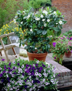 Dipladenia / Mandevilla Rankhilfe 35-40 cm