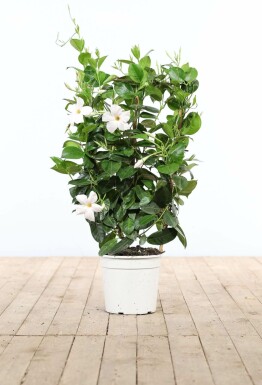 Mandevilla Mandevilla Sanderi Gitter 60-70 Topf Dipladenia / Mandevilla Rankhilfe 60-70 cm
