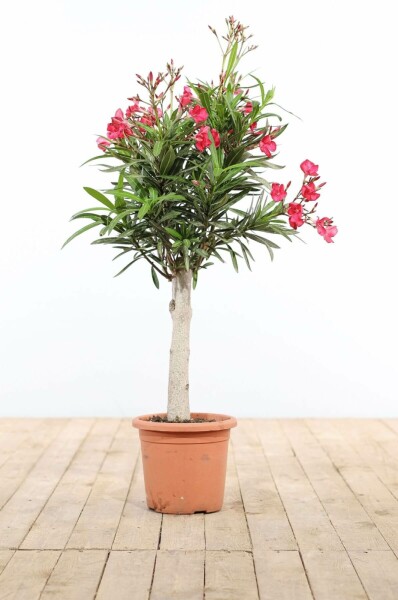 Rosanlorbeer Nerium Oleander Auf Stamm 100-120 Topf Oleander / Rosanlorbeer auf Stamm 100-120 cm
