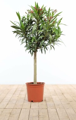 Rosanlorbeer Nerium Oleander Auf Stamm 120-130 Topf