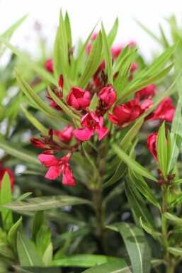 Rosanlorbeer Nerium Oleander Auf Stamm 120-130 Topf Oleander / Rosanlorbeer auf Stamm 120-130 cm