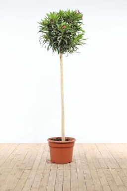 Rosanlorbeer Nerium Oleander Auf Stamm 170-180 Topf Oleander / Rosanlorbeer auf Stamm 170-180 cm