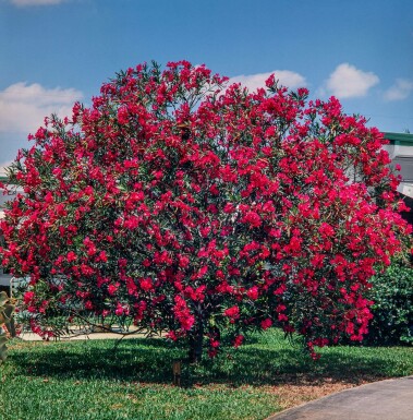 Rosanlorbeer Nerium Oleander Auf Stamm 170-180 Topf